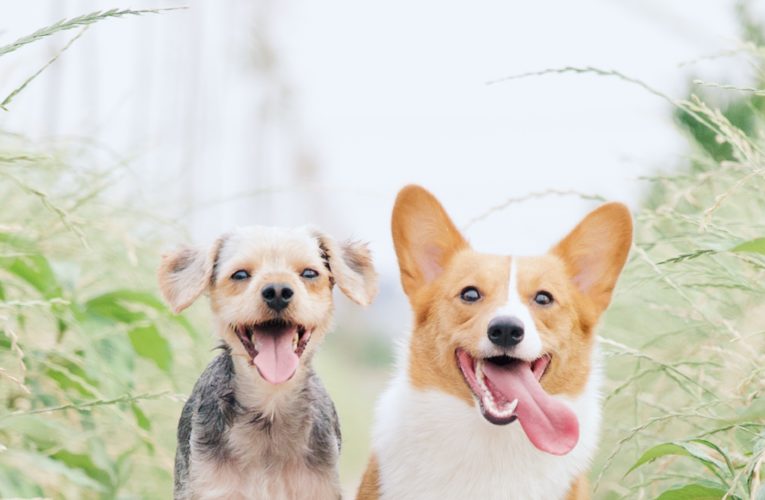 Preventing Home Dog Fights in Kennedale